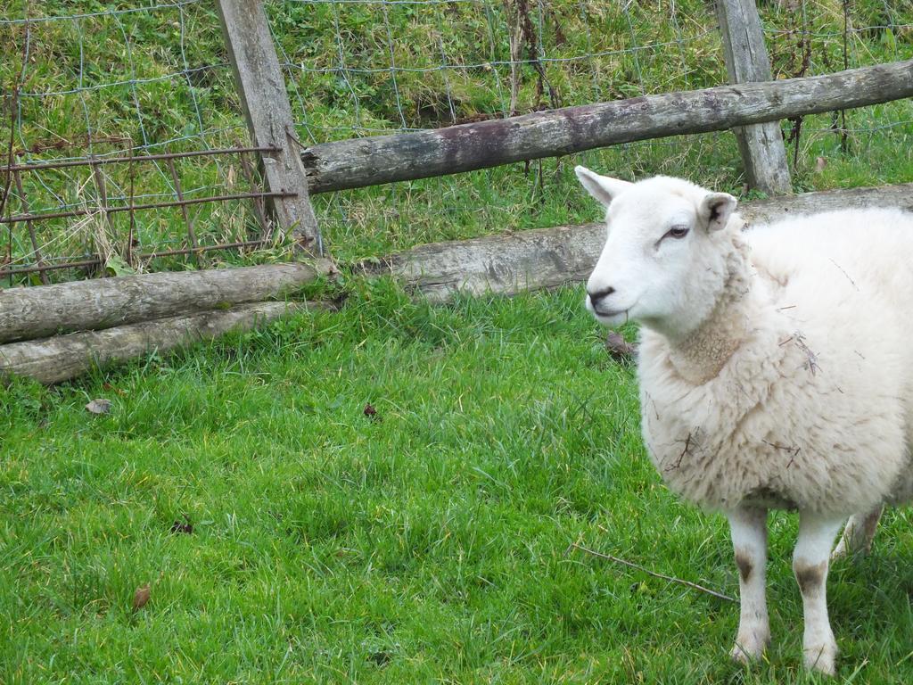 Clyne Farm Centre Villa The Mumbles Esterno foto