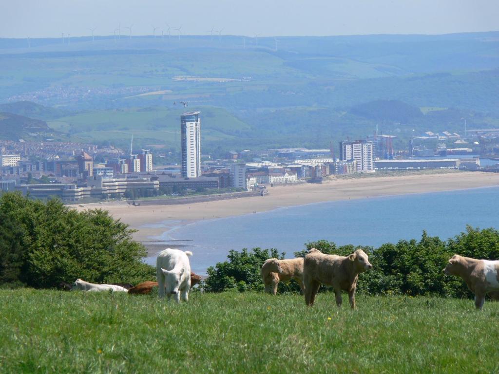 Clyne Farm Centre Villa The Mumbles Esterno foto